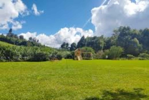 Nairobi : visite d'une plantation de thé pourpre et dégustation