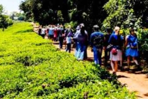 Nairobi : visite d'une plantation de thé pourpre et dégustation