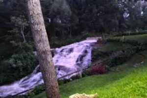 Nairobi : visite d'une plantation de thé pourpre et dégustation