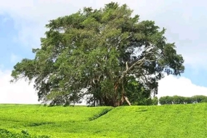 Nairobi : visite d'une plantation de thé pourpre et dégustation