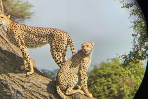 Malindi: 2-tägige Safari im Tsavo-East-Nationalpark mit Abholung