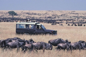 Masai Mara Orçamento 2 noites de acampamento em tenda Safari em jipe 4x4