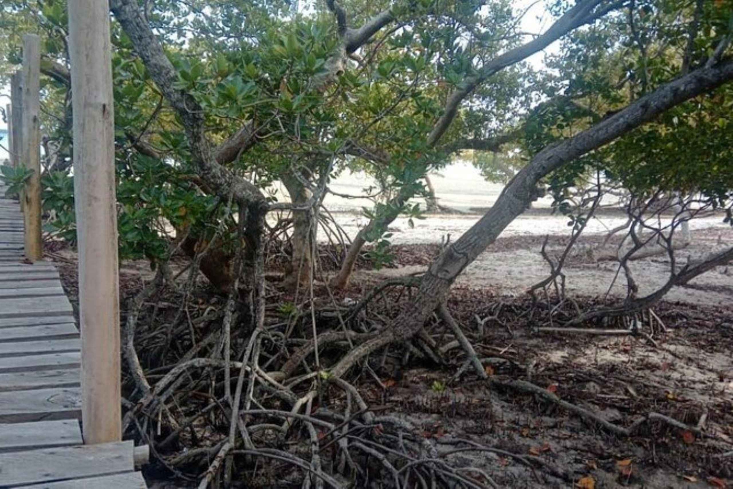 Mida Creek: Visita guiada à floresta de mangais e à lagoa de Malindi