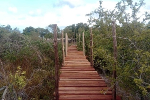 Mida Creek: Visita guiada à floresta de mangais e à lagoa de Malindi