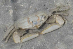 Mida Creek: Visita guiada à floresta de mangais e à lagoa de Malindi