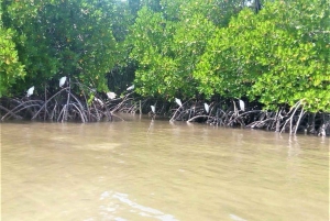 Mida Creek: Visita guiada à floresta de mangais e à lagoa de Malindi