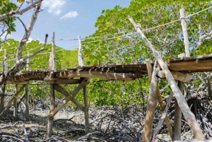 Mida Creek: Visita guiada à floresta de mangais e à lagoa de Malindi