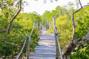 Mida Creek: Visita guiada à floresta de mangais e à lagoa de Malindi