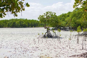 Mida Creek: Visita guiada à floresta de mangais e à lagoa de Malindi