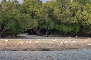 Mida Creek: Visita guiada à floresta de mangais e à lagoa de Malindi