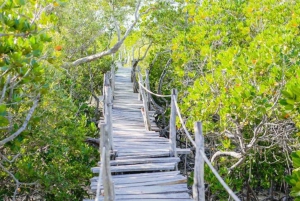 Mida Creek: Visita guiada à floresta de mangais e à lagoa de Malindi