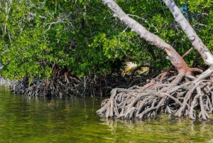 Mida Creek: Visita guiada à floresta de mangais e à lagoa de Malindi