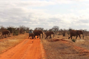 Mombasa: 4-dagers safari til Tsavo East, Tsavo West og Amboseli