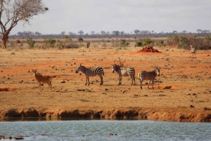 Mombasa: 4-dagers safari til Tsavo East, Tsavo West og Amboseli