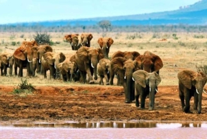 Mombasa: 4-dagers safari til Tsavo East, Tsavo West og Amboseli