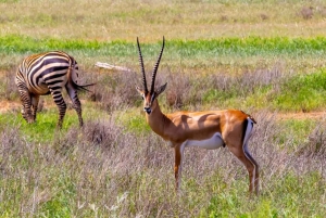 Mombasa: 4-dagers safari til Tsavo East, Tsavo West og Amboseli