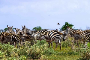 Mombasa: 4-dagers safari til Tsavo East, Tsavo West og Amboseli