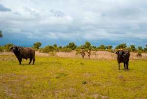 Mombasa: 4-dagers safari til Tsavo East, Tsavo West og Amboseli