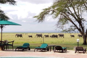 Mombasa: 4-dagers safari til Tsavo East, Tsavo West og Amboseli