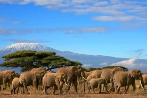 Mombasa: 4-dagers safari til Tsavo East, Tsavo West og Amboseli