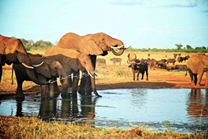 Mombasa: 4-dagars Tsavo East Safari med viltsafari