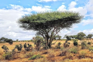 Mombasa/Diani: 2-dages safari i Tsavo East og West med overnatning