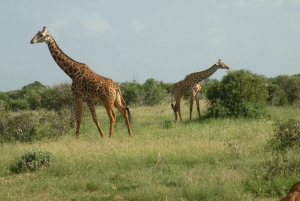 Mombasa/Diani: 2-dages safari i Tsavo East og West med overnatning