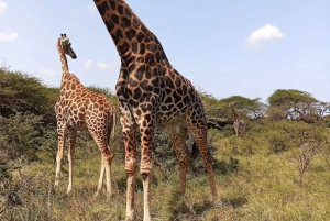 Mombasa Safari: Shimba Hills, watervallen en fotografie