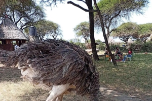 Mombasa Safari: Shimba Hills, watervallen en fotografie