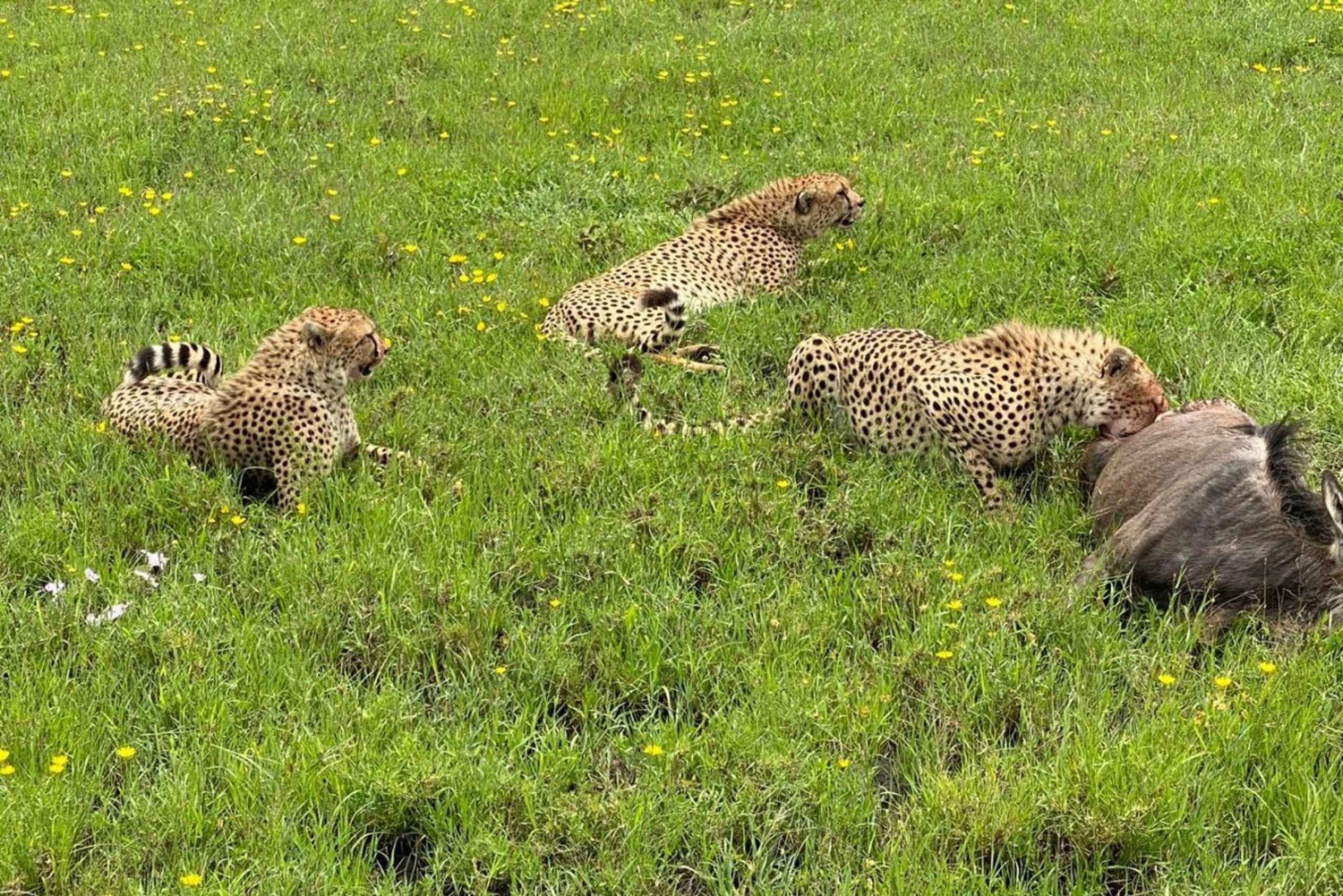 Mombasa : Excursion d'une journée dans le parc national de Tsavo Est avec déjeuner