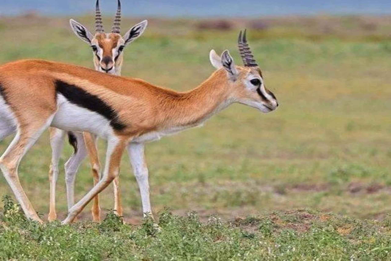 Nairobi: 2-dagars safari i Amboseli National Park