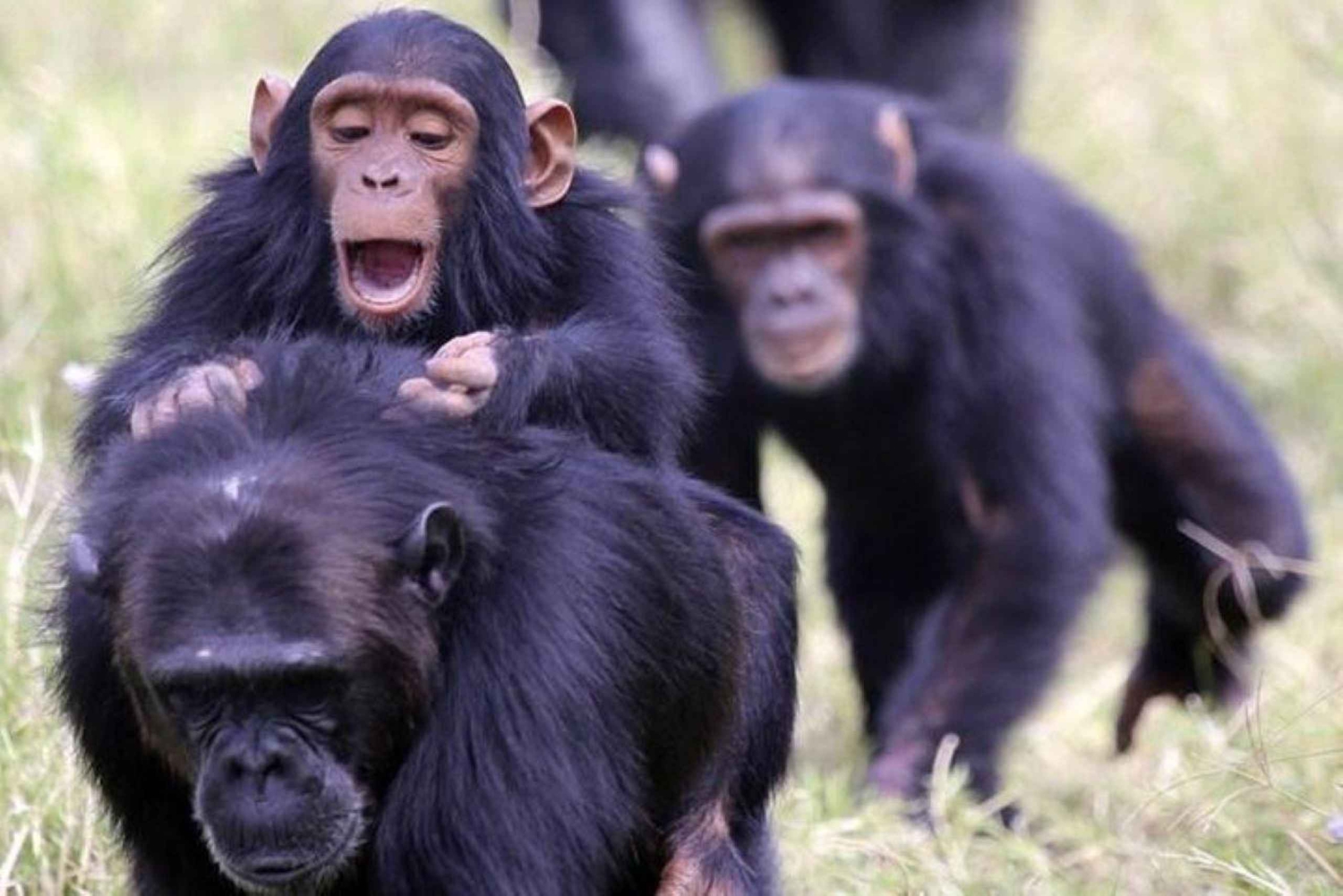 Nairobi: 3-dagars safari i Aberdares och Ol Pejeta