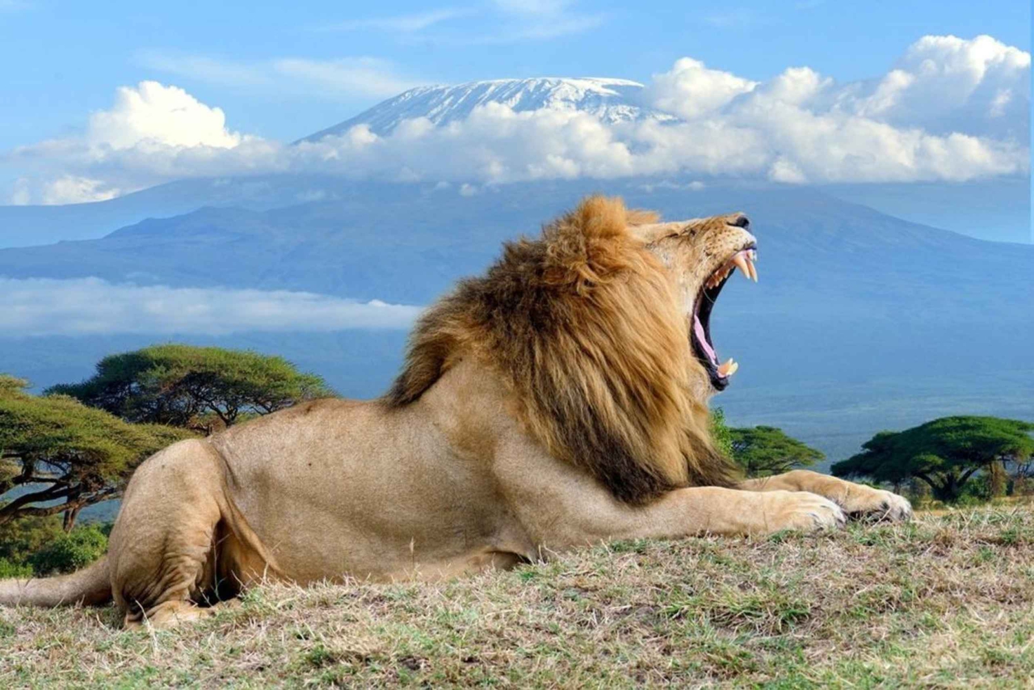 Nairobi: 3-daagse safari in Amboseli National Park met vluchten