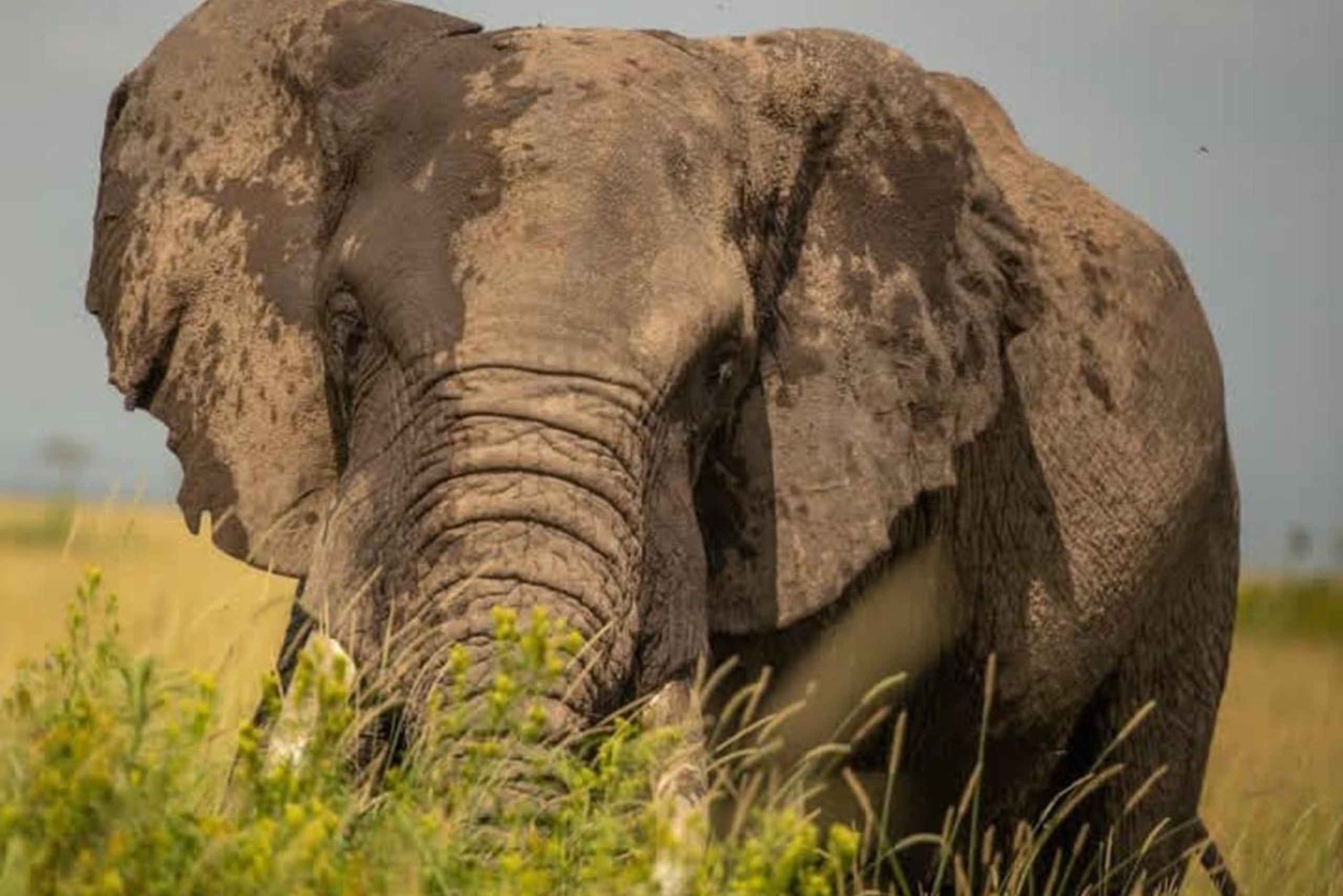 Nairobi: 3-dagars safaripaket i Amboseli nationalpark