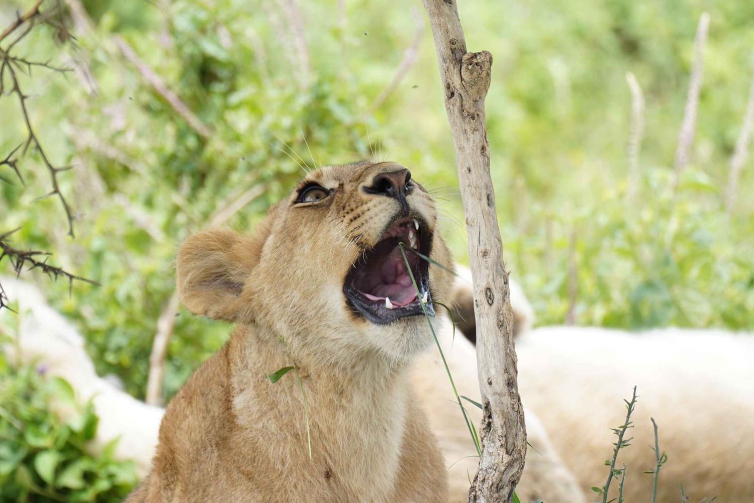 ナイロビ発：アルーシャ＆ンゴロンゴロのクレーター サファリツアー（3日間）