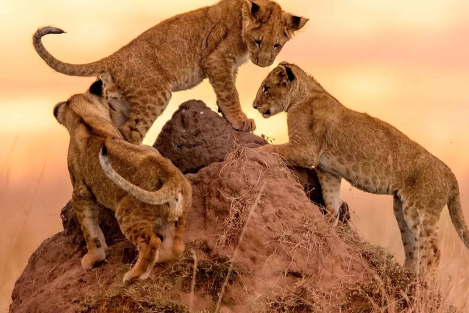 Nairobi: 3-dagers safari i Maasai Mara og varme kilder