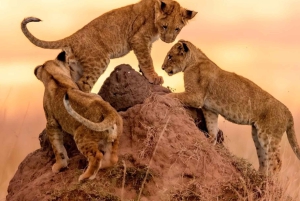 Nairobi: 3-dagers safari i Maasai Mara og varme kilder