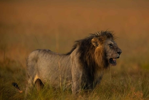 Nairobi: 3-dagers safari i Maasai Mara og varme kilder