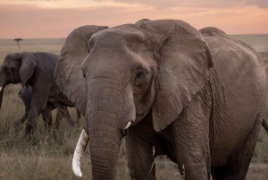 Nairobi: 3-dages Maasai Mara-safari med overnatning