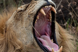 Nairobi: 3-dages Maasai Mara-safari med overnatning