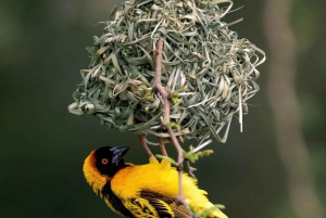 Nairobi: 3-dages Maasai Mara-safari med overnatning