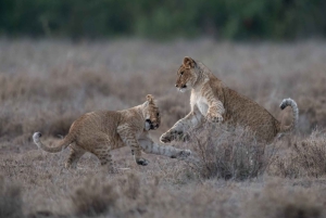 Nairobi: 3-dages Maasai Mara-safari med overnatning