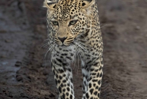 Nairobi: 3-dages Maasai Mara-safari med overnatning