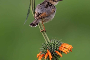 Nairobi: 3-dages Maasai Mara-safari med overnatning
