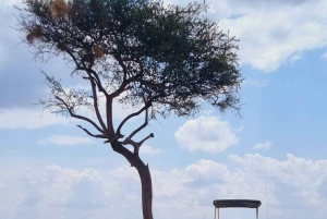 Nairobi: 3-dages Maasai Mara-safari med overnatning