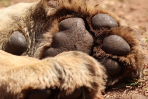 Nairobi: 3-dages Maasai Mara-safari med overnatning