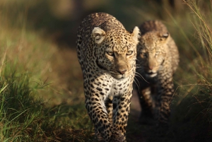 Nairobi: 3-dages Maasai Mara-safari med overnatning