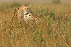 Nairobi: 3-dages Maasai Mara-safari med overnatning