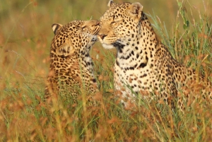 Nairobi: 3-dages Maasai Mara-safari med overnatning