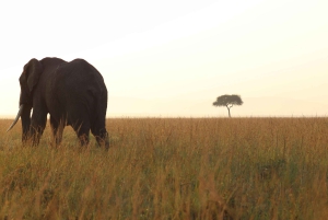 Nairobi: 3-dages Maasai Mara-safari med overnatning